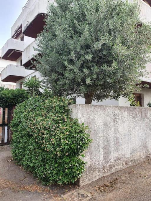 Ccc Holiday Properties Le Vele Ccc Montalto di Castro Eksteriør billede